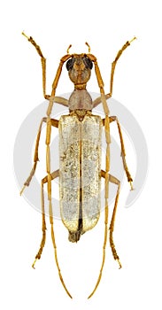 Vesperus luridus