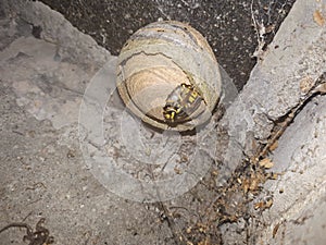 vespiary dry gray on a wooden beam, house wasp dangerous