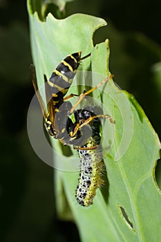 Vespidae, wasp