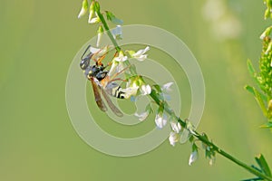 Vespidae wasp