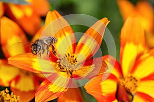 Vesps and bees in orange yellow blossoms photo