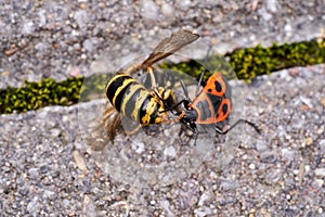 Vespula germanica, European wasp, German wasp, or German yellowjacket eaten by firebug