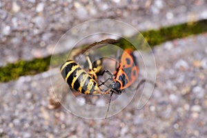 Vespula germanica, European wasp, German wasp, or German yellowjacket is eaten by a firebug, Pyrrhocoris Apterus.