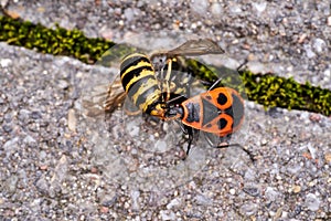 Vespula germanica European wasp German wasp or German yellowjacket is eaten by a Pyrrhocoris Apterus firebug