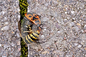 Vespula germanica, European wasp, German wasp, or German yellowjacket is eaten by a red firebug, Pyrrhocoris Apterus
