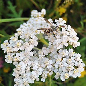 Vespula germanica,family Vespidae - European wasp, German wasp or German yellowjacket -  landed on a common yarrow flower.