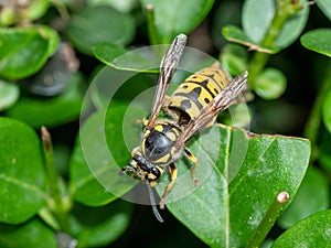 Vespula germanica- German Wasp on a leaf in nature.Macro photo