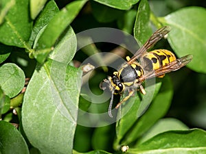 Vespula germanica- German Wasp on a leaf in nature. Macro photo