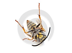 Vespula germanica in studio