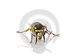 Vespula germanica in studio