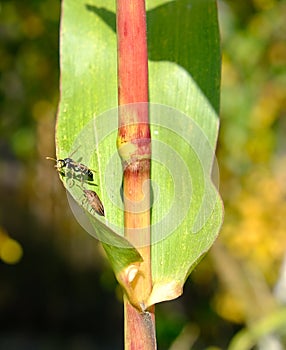 Vespula rufa wasp chasing Palomena prasina photo