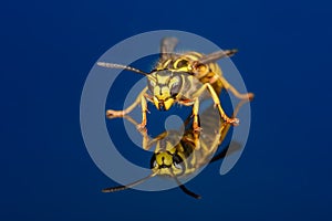 Vespula squamosa, the southern yellowjacket