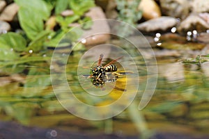 Vespula vulgaris to stand on water and so drink