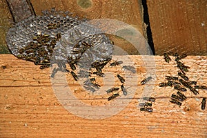 Vespula vulgaris. Wasp nest in the attic of the house photo