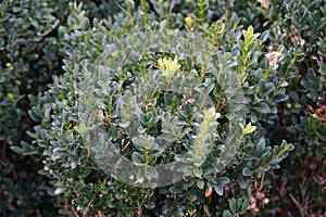 Vespula vulgaris wasp sits on a Buxus sempervirens bush in August. Berlin, Germany