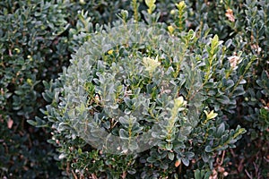 Vespula vulgaris wasp sits on a Buxus sempervirens bush in August. Berlin, Germany