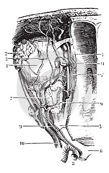 Vessels and nerves of the orbit, vintage engraving