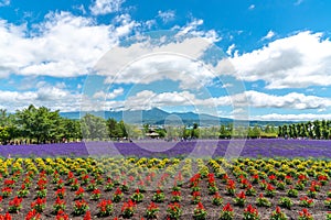 Vest violet Lavender flowers field at summer sunny day