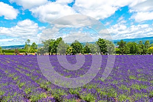 Vest violet Lavender flowers field at summer sunny day