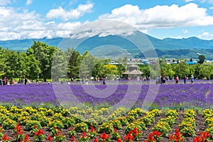 Vest violet Lavender flowers field at summer sunny day