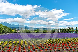 Vest violet Lavender flowers field at summer sunny day