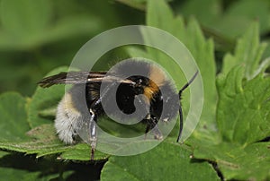 Vestal Cuckoo Bee