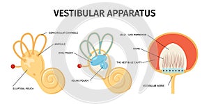 Vestibular Apparatus Anatomy Composition