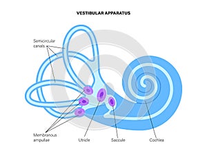 Vestibular apparatus anatomy photo