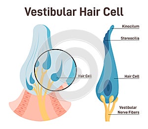 Vestibular hair cell. Inner ear ampullary cupula providing the sense