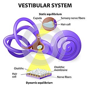 Vestibular system