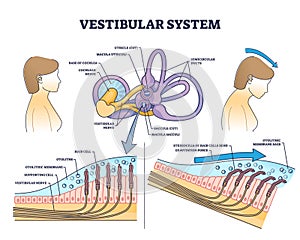 Vestibular system anatomy and inner ear medical structure outline diagram