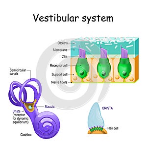 Vestibular system with crista, macula, cochlea and receptor cells