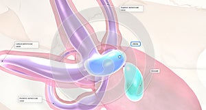 The vestibular system refers to balance, posture and body position in the inner ear