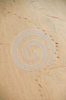 Vestige of bird on sand photo