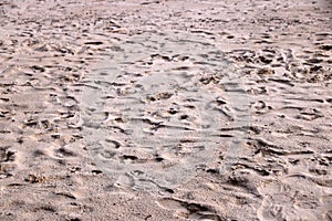 Vestige on sand on the beach photo