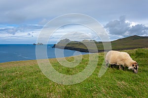 Vestmannaeyjar island beach day view, Iceland landscape.