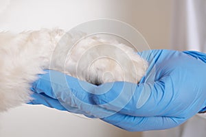 Vet in blue latex gloves holding dog paw in hands, veterinarian supports sick dog, closeup shot human`s hand and white puppy`s p