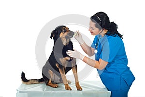 Vet brushing dog teeth