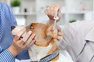 The vet buries drops in the ears of the dog. The owner keeps the dog. Blurred background of veterinary clinic.