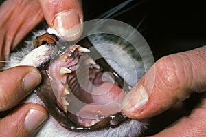 VET WITH A CAT BEFORE A DENTAL SCALING