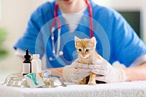 Vet with cat. Kitten at veterinarian doctor