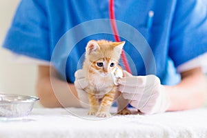 Vet with cat. Kitten at veterinarian doctor