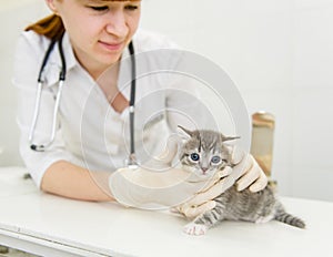Vet with cat in veterinary clinic