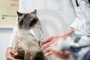 Vet checking cat for symptoms of disease in veterinarian clinic