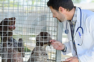 vet checking dog in cages
