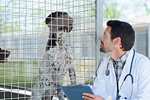 vet checking dog in pen