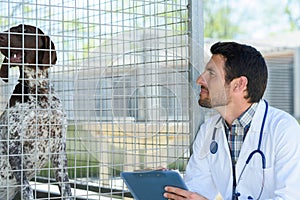 vet checking dog in pen