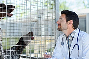 vet checking dog in pen