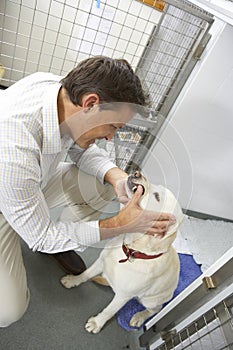 Vet Checking Dog In Pen