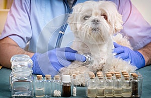 Vet checking a dog with a stethoscope